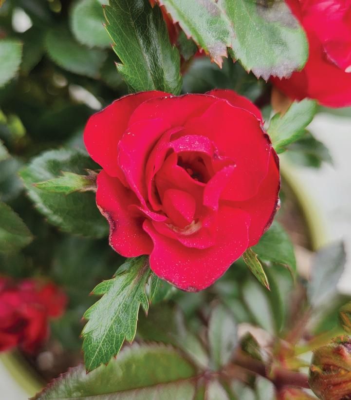 ROSE, PETITE KNOCKOUT, #3