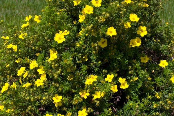 POTENTILLA, DAKOTA SUNSPOT, #3