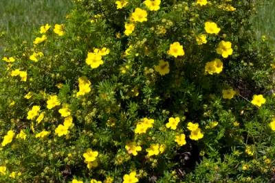 POTENTILLA, DAKOTA SUNSPOT, #3