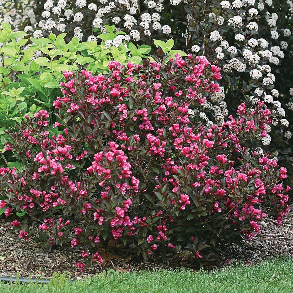 WEIGELA, WINE AND ROSES, #3