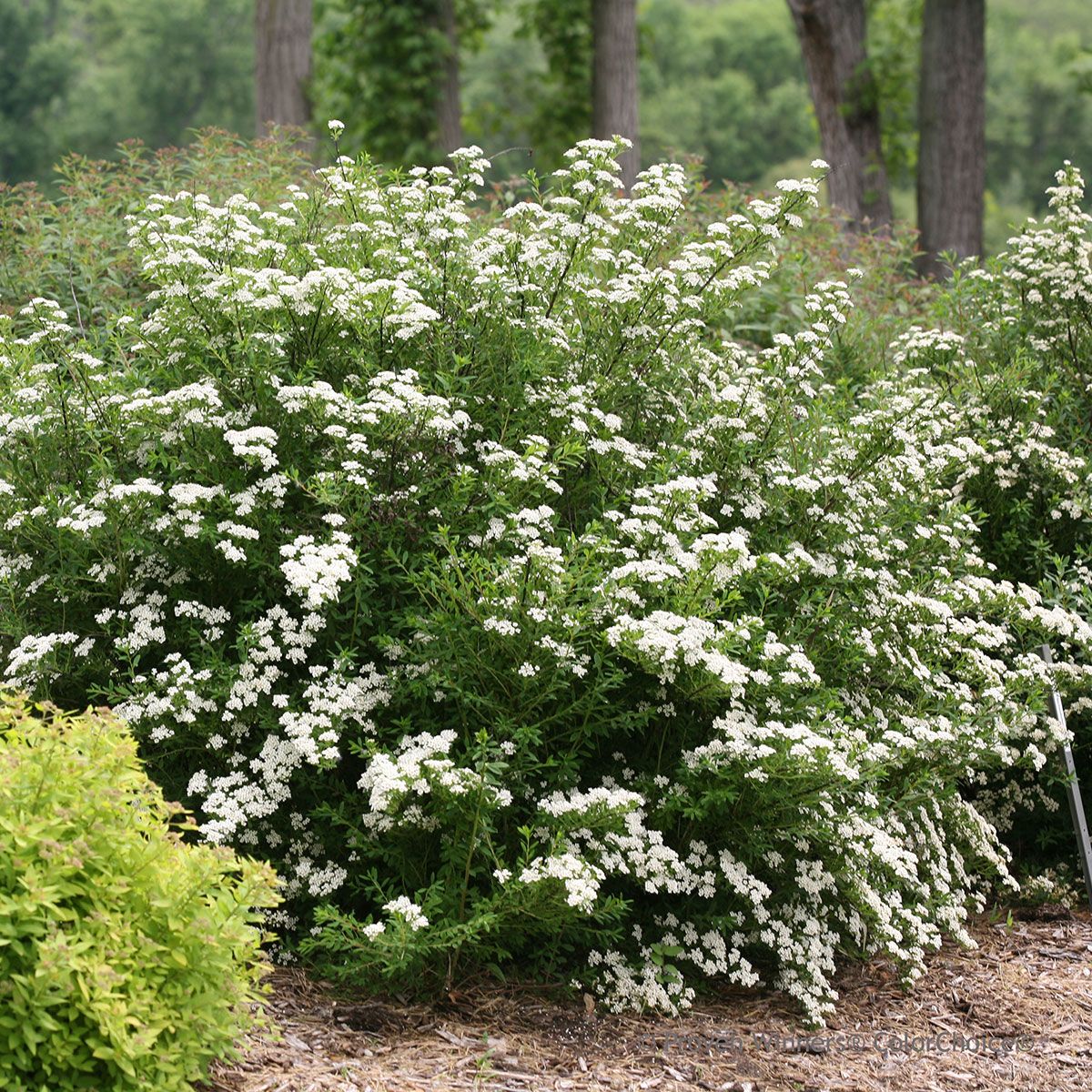 SPIREA, SNOWMOUND, #3