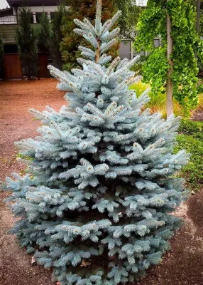 SPRUCE, BABY BLUE, BB, 4-5'