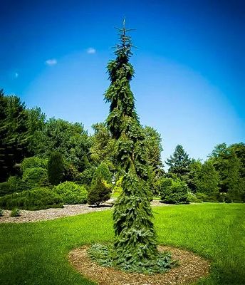 SPRUCE, SERBIAN, PENDULA BRUNS, BB, 30-36"