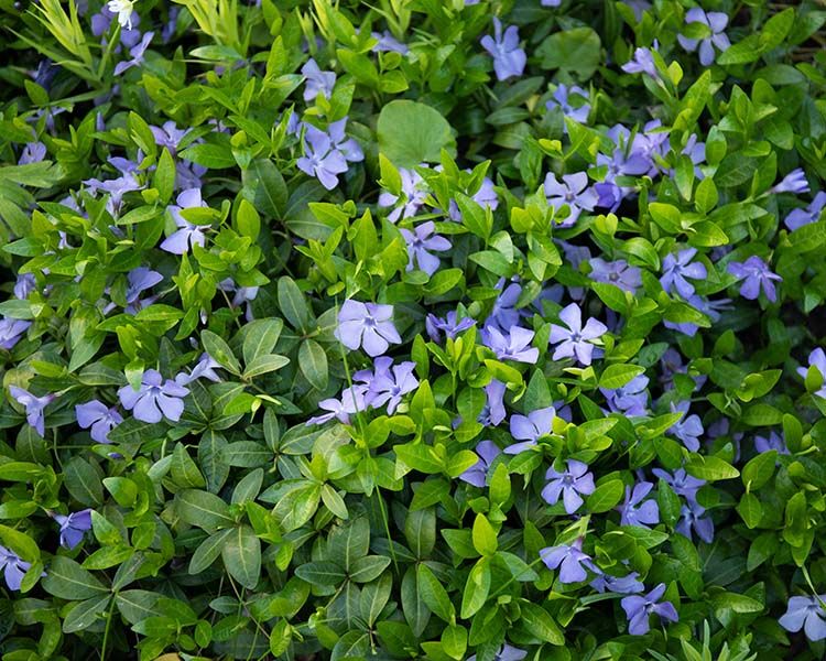 VINCA BOWLES 24CT