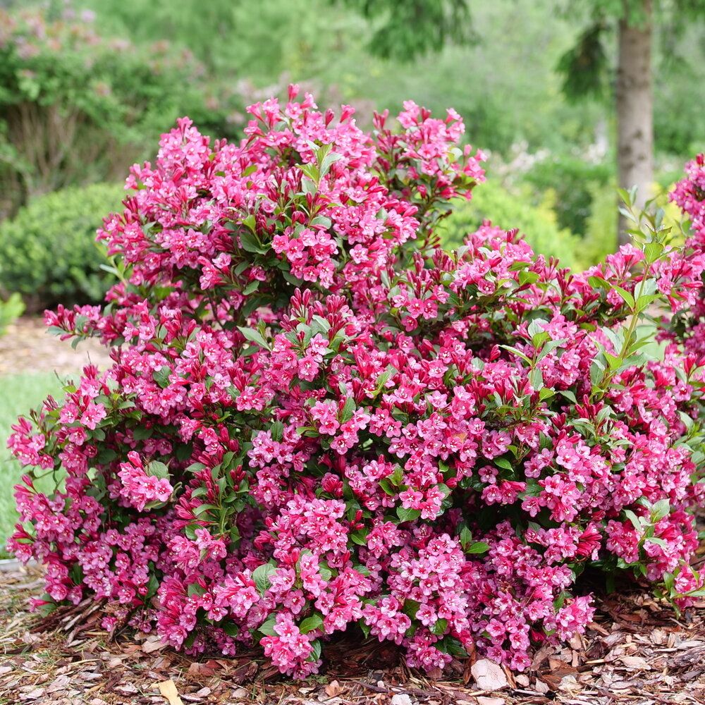 WEIGELA, SONIC BLOOM PINK, #1