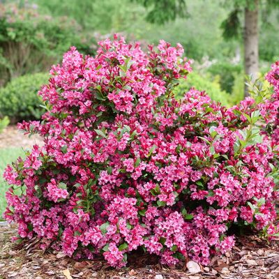 WEIGELA, SONIC BLOOM PINK, #1