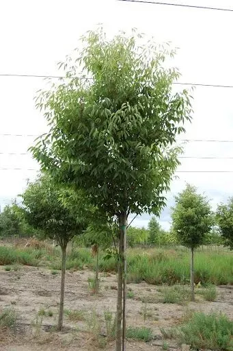 ZELKOVA, GREEN VASE, 2" BB