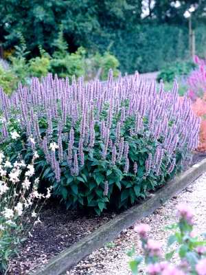 AGASTACHE, BLUE FORTUNE, #1
