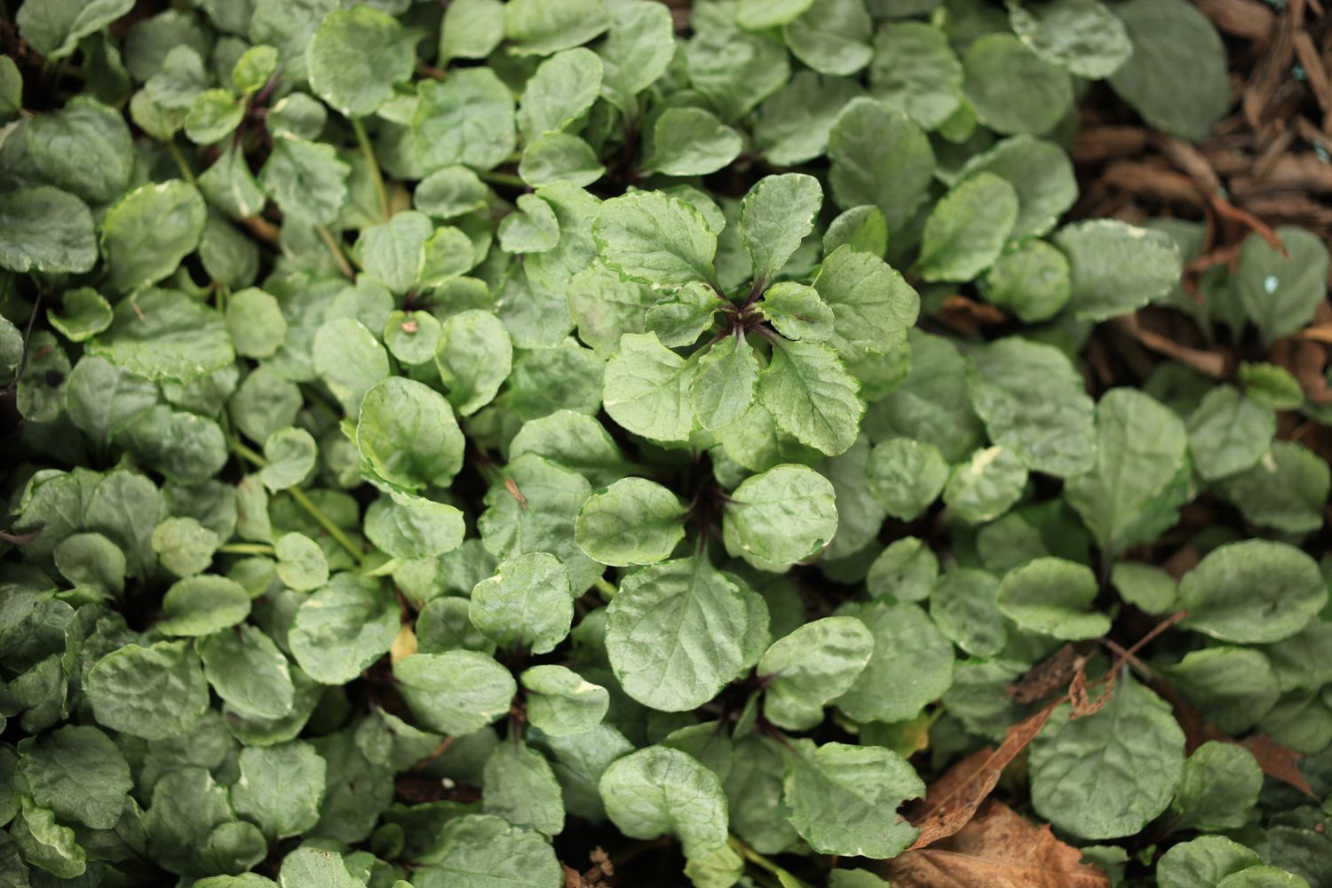 AJUGA, PRIN. ELSA, 3.25