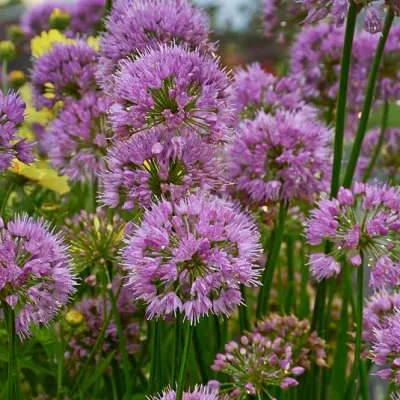 ALLIUM, HUMBLE BUMBLE,  #1