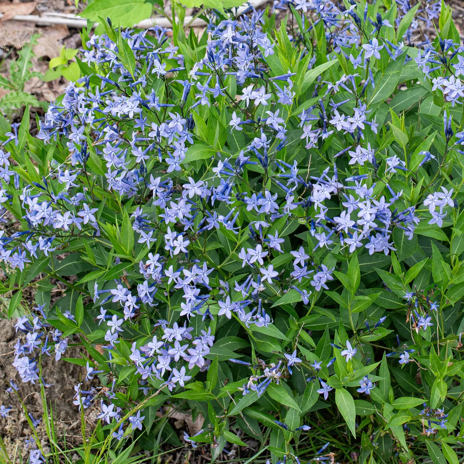 AMSONIA, BLUE ICE, #1
