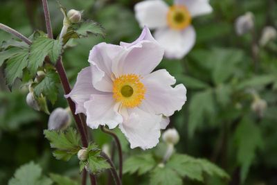 ANENOME, DREAMING SWAN, #1