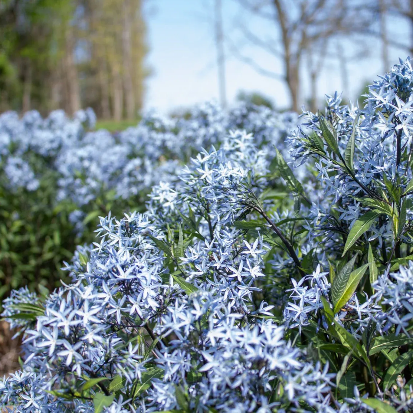 AMSONIA, BTRSCH, #1