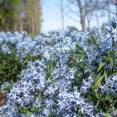 AMSONIA, BTRSCH, #1