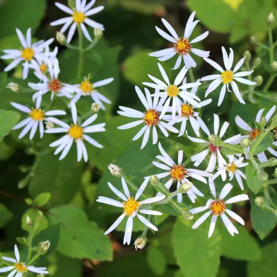 ASTER, LARGE-LEAVED, #1