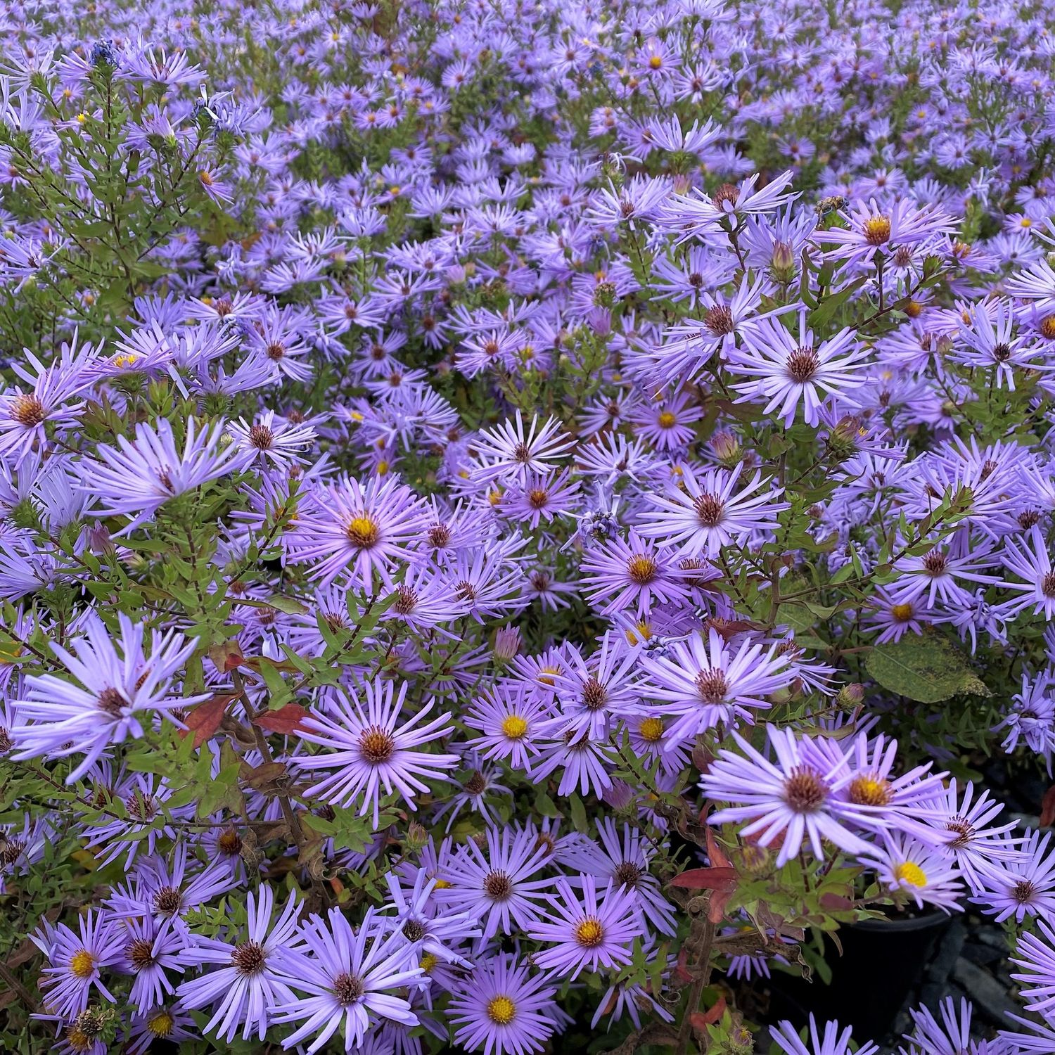 ASTER, RAYDON'S FAV., #1