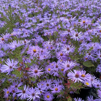 ASTER, RAYDON'S FAV., #1