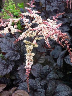 ASTILBE, CHOC., SHOGUN, #1
