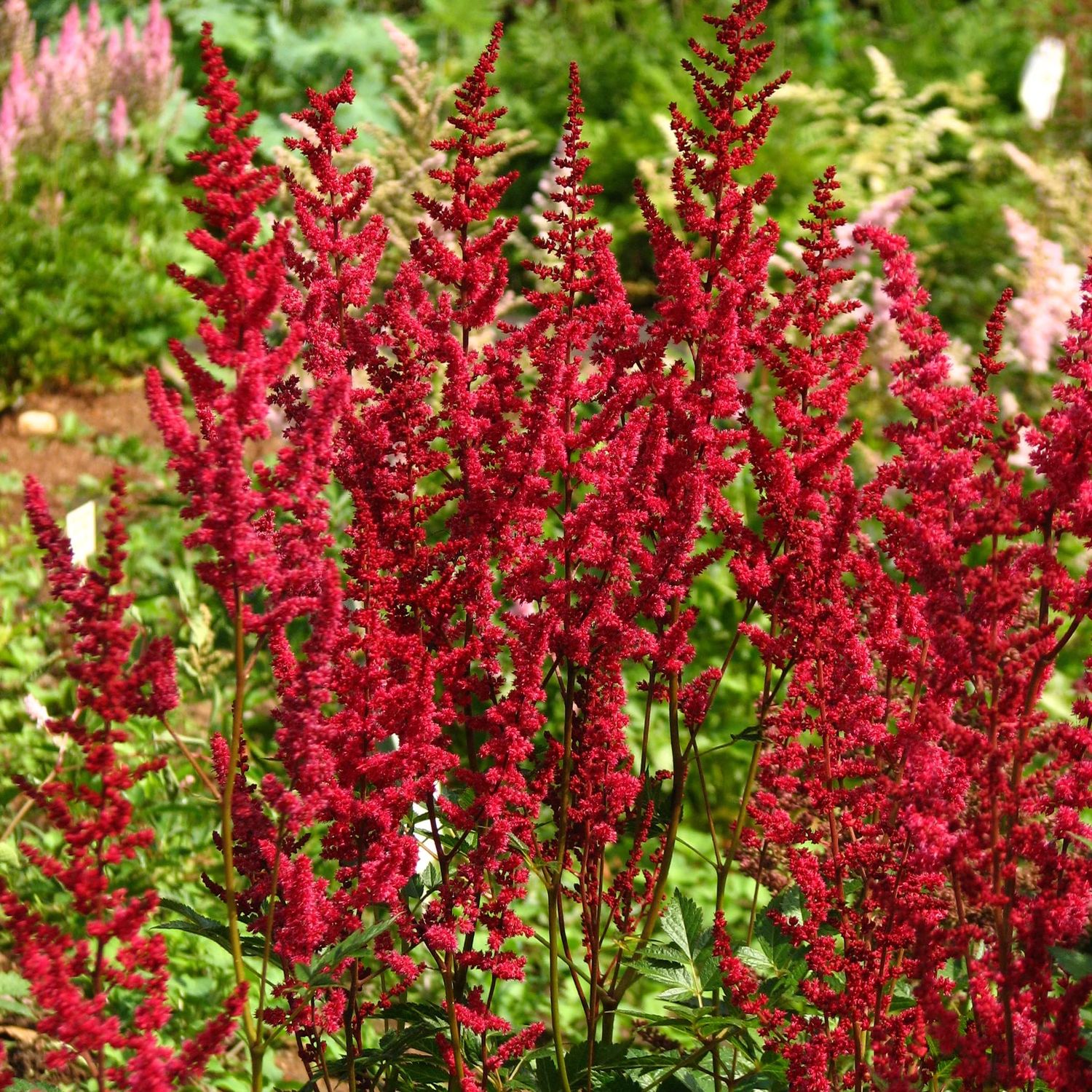 ASTILBE, GLUT, #1