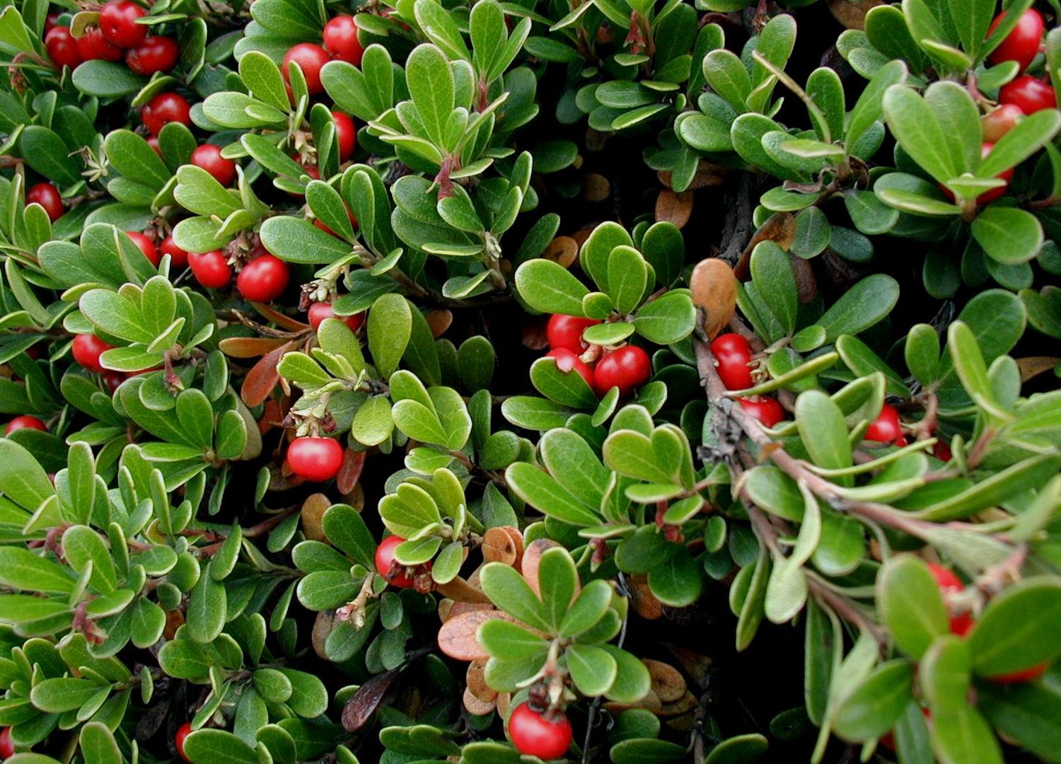 BEARBERRY, #1