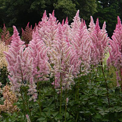 ASTILBE, ICE CREAM, #1