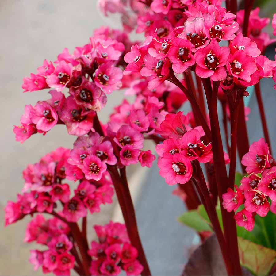BERGENIA, VINTAGE ROSE, #1