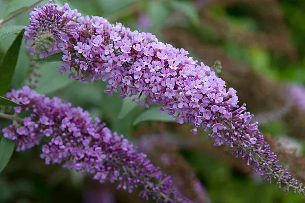 BUTTERFLY BUSH, FLWR. SHWR LAV., #2