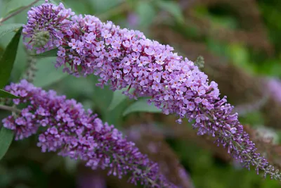 BUTTERFLY BUSH, FLWR. SHWR LAV., #2