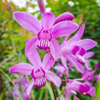 BLETILLA, GROUND ORCHID, ARCTIC PINK, #1