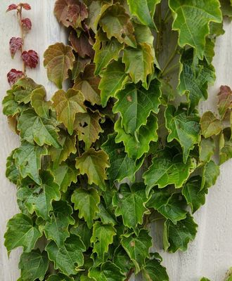 BOSTON IVY, #1