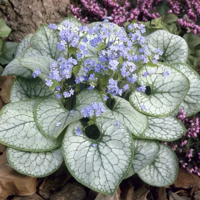 BRUNNERA, JACK FROST, #1