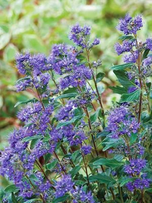 CARYOPTERIS, BLUE MIST, #2