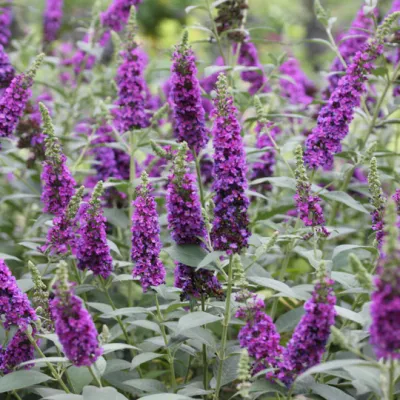 BUTTERFLY BUSH, MINI-MARV., PURPL, #2