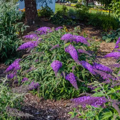 BUTTERFLY BUSH, VIOLET WATERFALL, #2