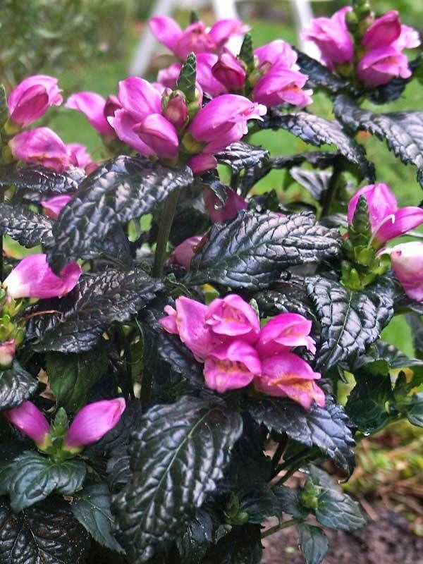 CHELONE, TINY TORTUGA, #1