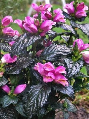 CHELONE, TINY TORTUGA, #1