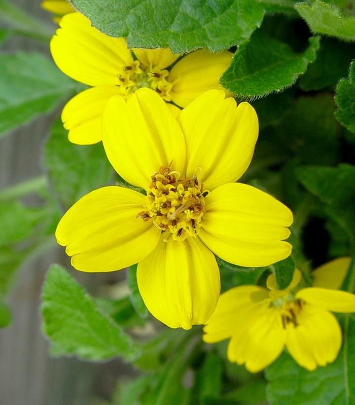 CHRYS., GOLDENSTAR, #1