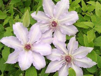 Claire de Lune™ Clematis, #1