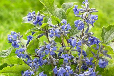 CLEMATIS, NEW LOVE, #2