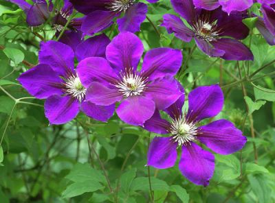 Clematis 'Jackmanii Superba', #1