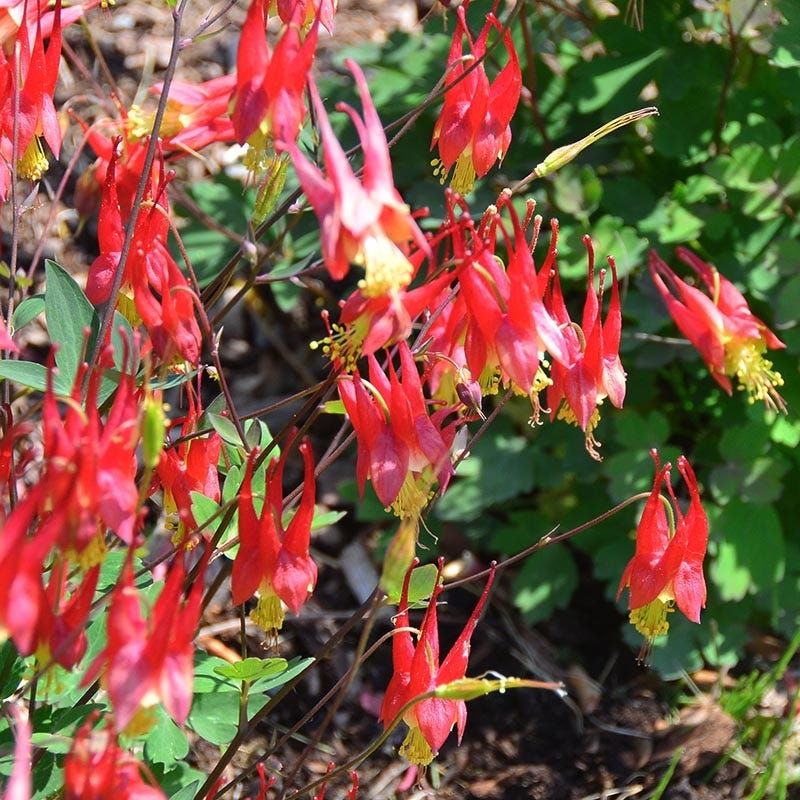COLUMBINE, LITTLE LANTERNS, #1
