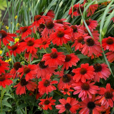 CONEFLOWER, SOMBRERO, SALSA RED, #1