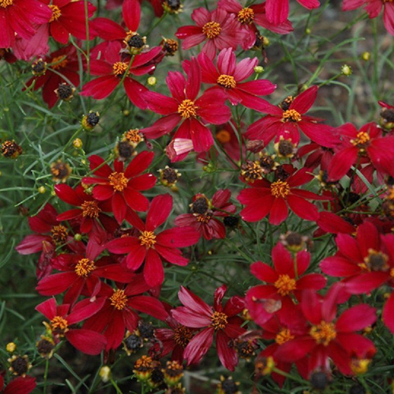 COREOPSIS, FALL SENSATION, #1