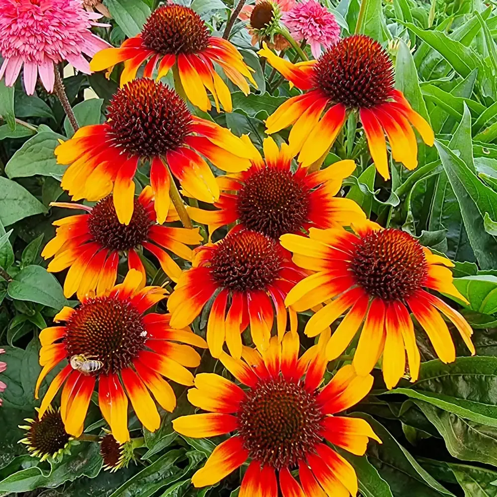 CONEFLOWER, PARROT, #1