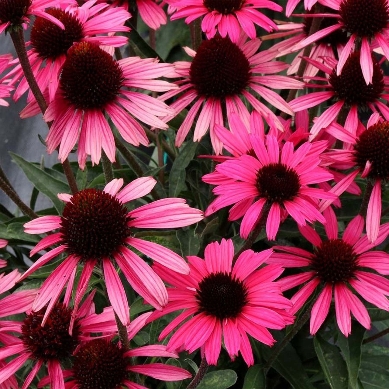 CONEFLOWER, DK. SHADOW WICKED, #1