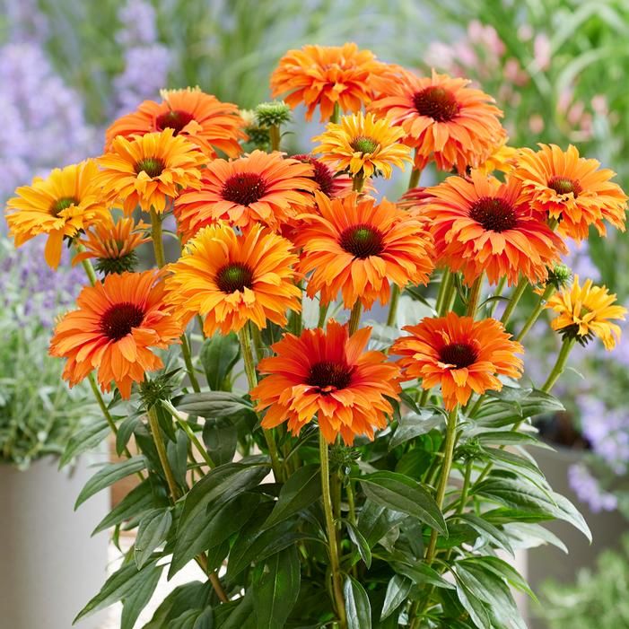 CONEFLOWER, MINNEOLA, #1