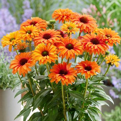 CONEFLOWER, MINNEOLA, #1