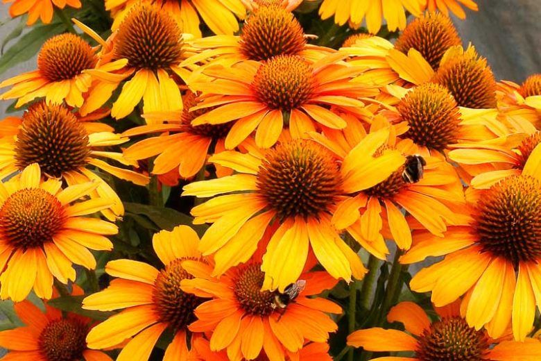 CONEFLOWER, SAFFRON, #1