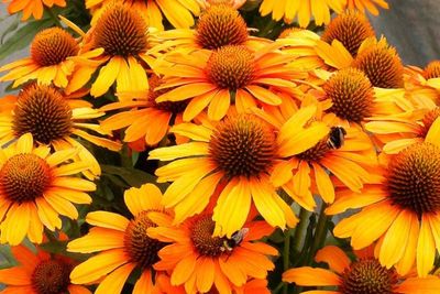 CONEFLOWER, SAFFRON, #1