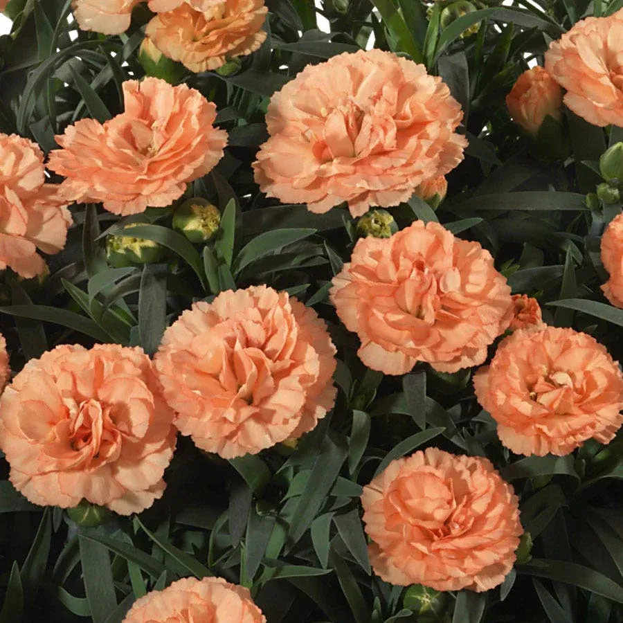 DIANTHUS, SUFLOR LUIGI, #1